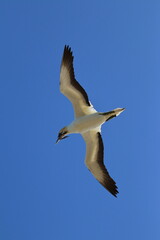 point danger gannet