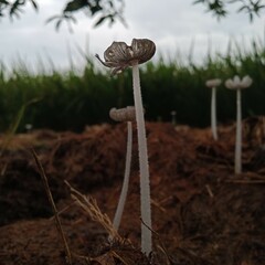 close up of mushroom