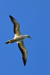 point danger gannet