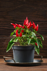 Vibrant red chili pepper plant in a black pot on a rustic wooden table