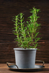 Fresh rosemary plant in a gray pot on a wooden surface, showcasing its lively green foliage