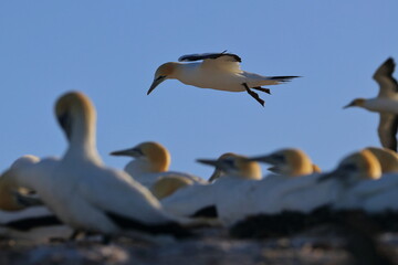 Fototapeta premium point danger gannet
