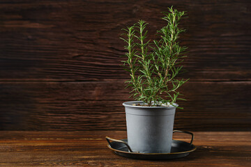 Small rosemary plant in a gray pot placed on a wooden table surrounded by rustic decor
