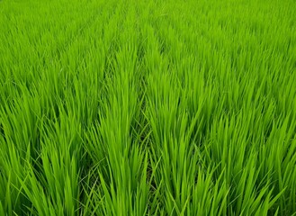 green rice field
