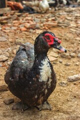 Fototapeta premium duck in the park