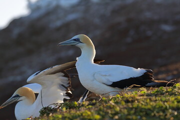 point danger gannet
