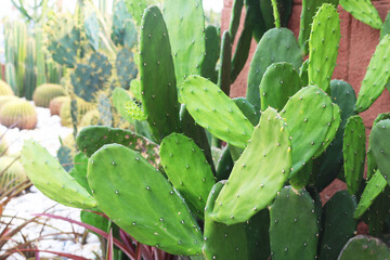 Prickly pear cactus plant background.