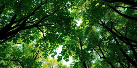 Lush green forest canopy with sunlight filtering through leaves, forest layer, sunlit woods