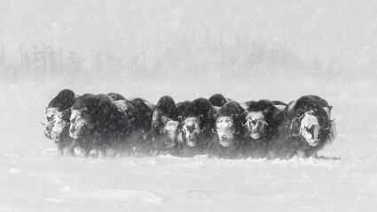 A herd of animals, musk oxen walk in the snow. Group of musk oxen (Ovibos moschatus) standing side by side in snow