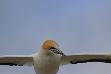 point danger gannet