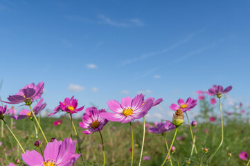 コスモス畑に咲くピンク色のコスモス