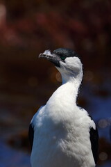 black-faced cormorant