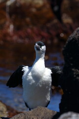 black-faced cormorant