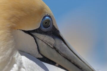 gannet