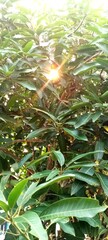 Obraz premium Mango tree green leaves with the sun light in the morning