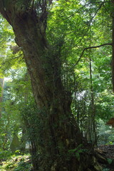 Obraz premium 大木