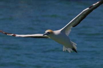 australasian gannet