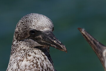 australasian gannet