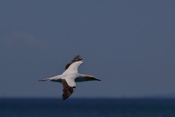 australasian gannet