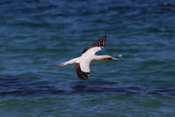 australasian gannet