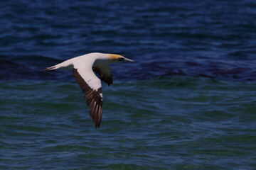 Obraz premium australasian gannet