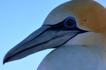 gannet