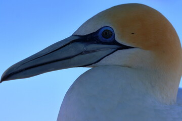 gannet