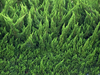 カイヅカイブキ