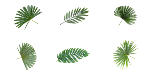 palm leaves on white background For summer tropical concept banner design.