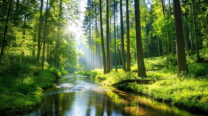 Fototapeta premium A serene forest scene featuring tall trees, lush greenery, and a tranquil stream reflecting sunlight through the leaves.