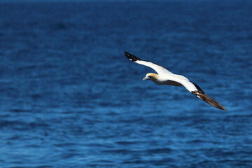 gannet