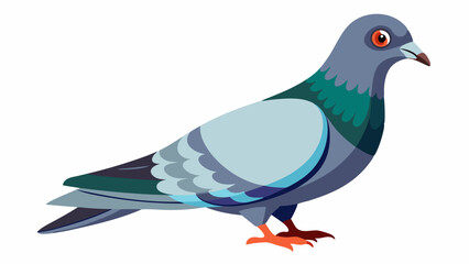 Colorful Pigeon Vector Illustration Isolated on White Background