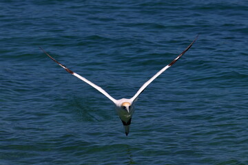 gannet
