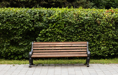 Fototapeta premium A wooden park bench in front of a lush green hedge on a sunny day in a peaceful public garden. A wooden bench rests quietly, surrounded by a thick green hedge under bright sunlight.