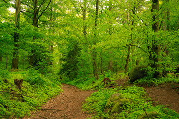 Obraz premium greenery in the Odenwald forests