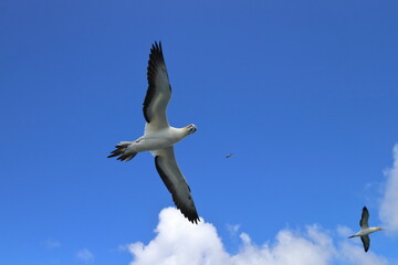 australasian gannet
