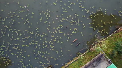 Top view at duck family on water