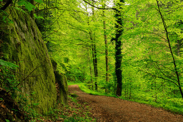 Fototapeta premium greenery in the Odenwald forests