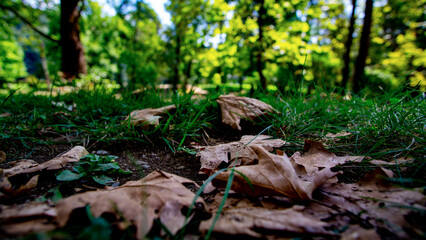 leafs closeup green bokeh background