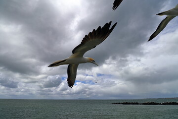 australasian gannet