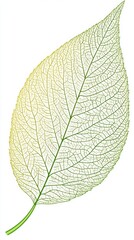 Obraz premium a single leaf with a detailed vein pattern. The leaf is elongated with a pointed tip and a slightly serrated edge. It has a light green color, with the veins being more prominent and slightly darker