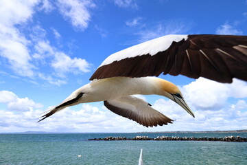 australasian gannet