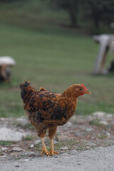 A beautiful brown hen is walking leisurely along a rustic farm road in the countryside