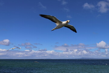australasian gannet