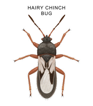 Illustration of a hairy Chinch bug
