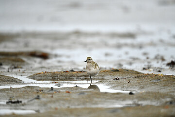 bird on the beach