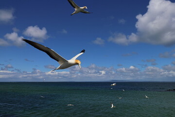 australasian gannet
