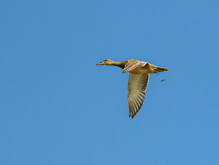 Obraz premium mallard wild duck (Anas platyrhynchos) female flying