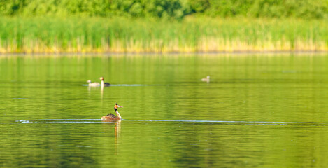 great crested grebe (Podiceps cristatus) swimming