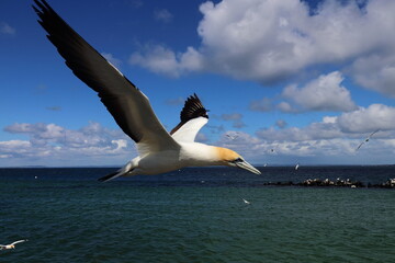australasian gannet
